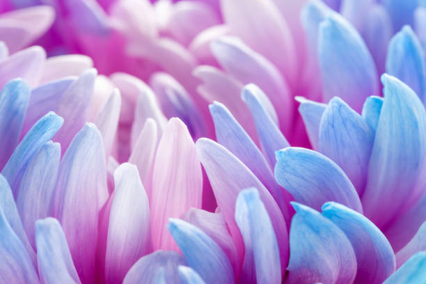 istock extreme close-up of blue petals 1285799921