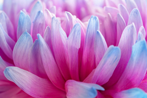 istock extreme close-up of blue petals 1285800523