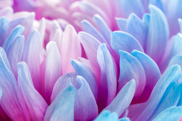 istock extreme close-up of blue petals 1285800601