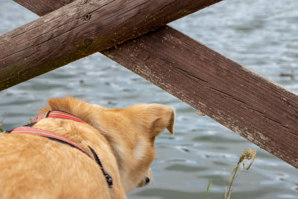 A dog is intrigued by a group of ducks