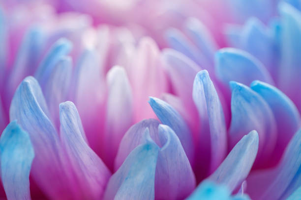 istock extreme close-up of blue petals 1285800823