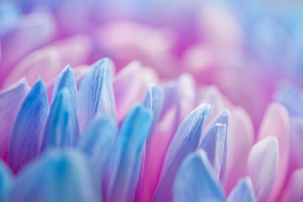 istock extreme close-up of blue petals 1285800926