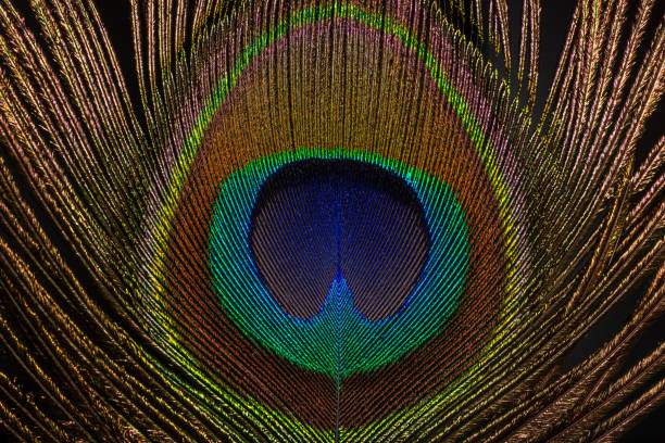istock Close up of a Peacock feather filling the frame 1285801749