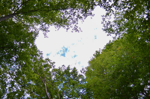 istock Green treetops framing the sunny blue sky with clouds. Space for text. Nature concept. 1285801820