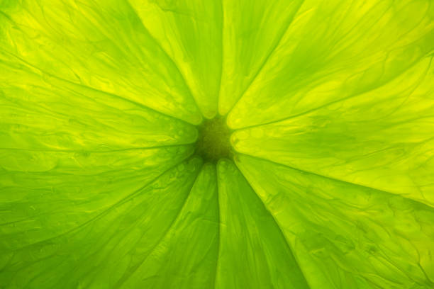 macro food collection - lime texture. closeup - lime green imagens e fotografias de stock