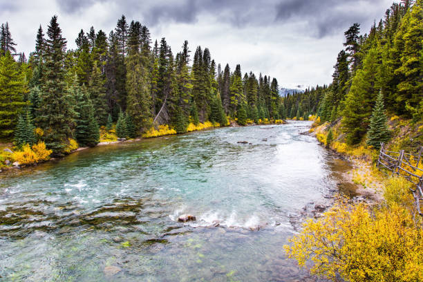 istock The evergreen forests 1285801950