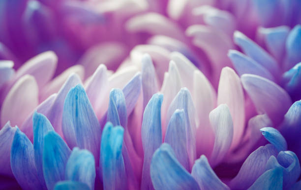 istock extreme close-up of blue petals 1285802017