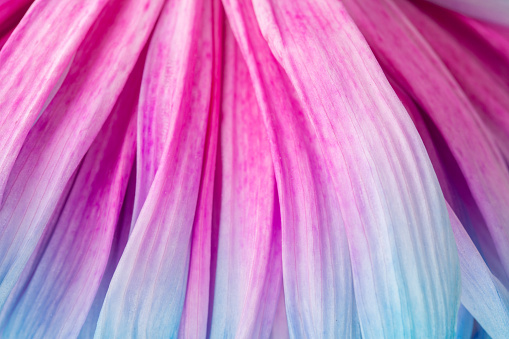 macro of blue and pink chrysanthemum flower