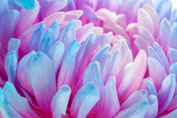 istock extreme close-up of blue petals 1285802332