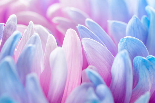 istock extreme close-up of blue petals 1285802346