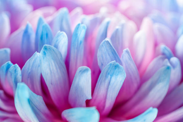 istock extreme close-up of blue petals 1285802380