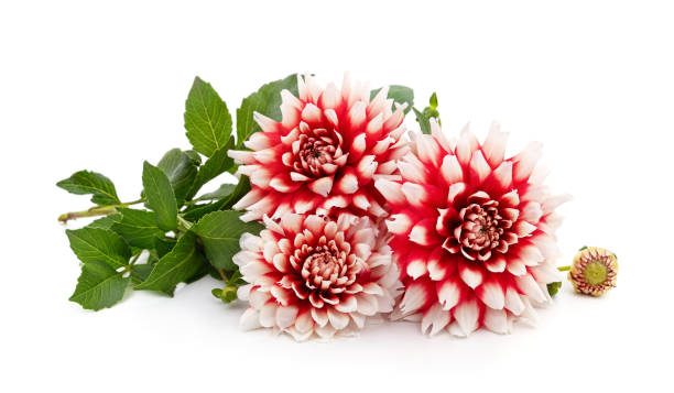 istock Bouquet of beautiful dahlias. 1285802486