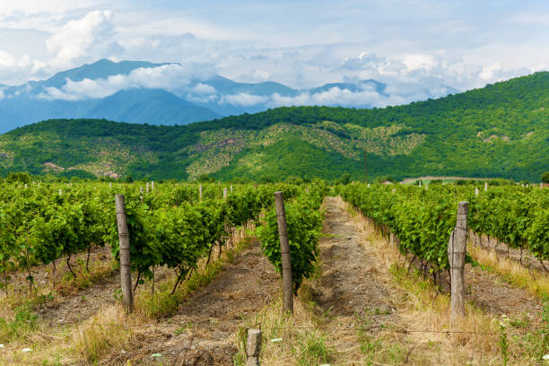 vineyards in the Alazani Valley Young bushes of grapes in the Kakheti wine region, Alazani Valley. Georgia.vineyards in the Alazani Valley caucasus stock pictures, royalty-free photos & images