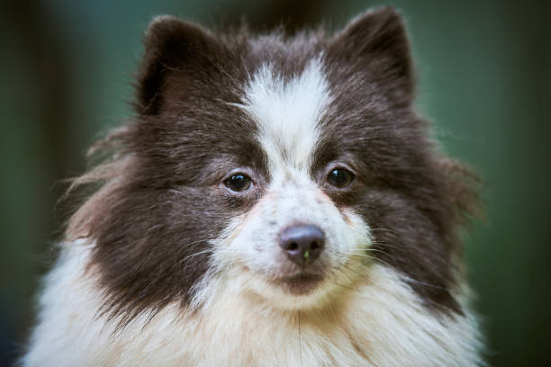 pomerânia spitz cão no jardim, close-up retrato facial - dog barking humor howling - fotografias e filmes do acervo