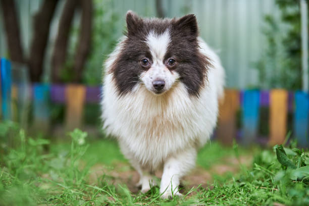 istock Pomeranian Spitz dog in garden 1285803388