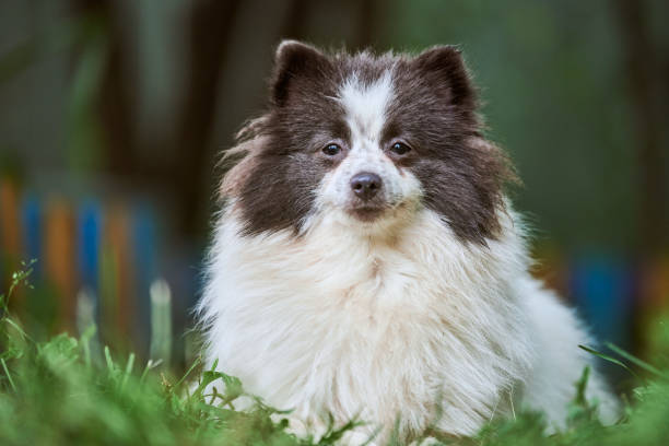 istock Pomeranian Spitz dog in garden 1285803440