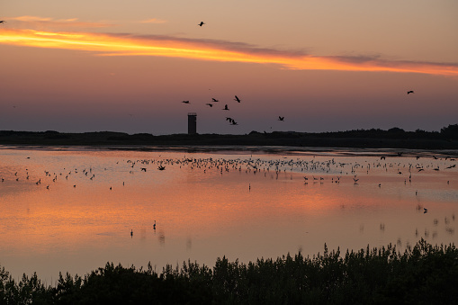 Shorebirds in the morning at Gordons Pond
