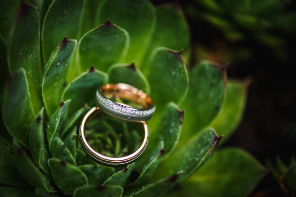 istock Two wedding rings on a succulent plant, close up shot 1285804577