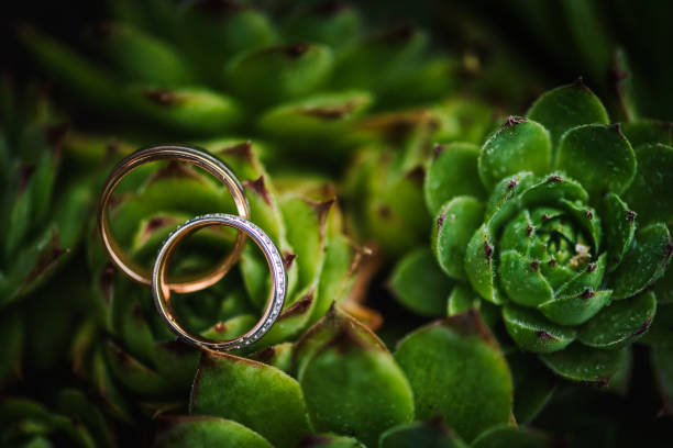 istock Two wedding rings on a succulent plant, close up shot 1285804581