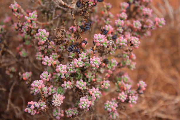 istock Blue bush in Australia with pink colours 1285805176