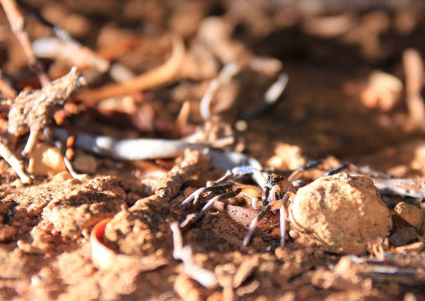istock Spider during the night in Australia 1285805391
