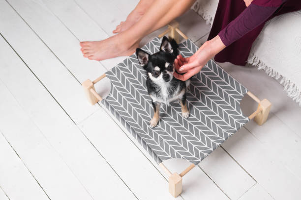 Woman strokes cute chihuahua on a dog bed. Pets at home, small dogs, domestic animals in their places dog bed stock pictures, royalty-free photos & images