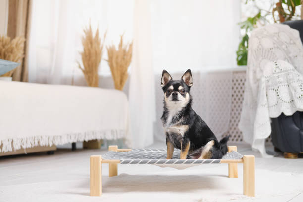 lindo chihuahua en una cama para perros en dormitorio boho decorado. - pets bed bedroom animal fotografías e imágenes de stock