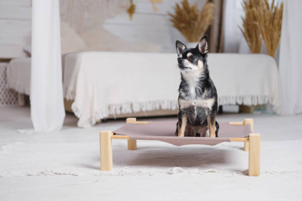 nette kleine chihuahua auf einem hundebett in boho dekoriert schlafzimmer. - pets bed bedroom animal stock-fotos und bilder