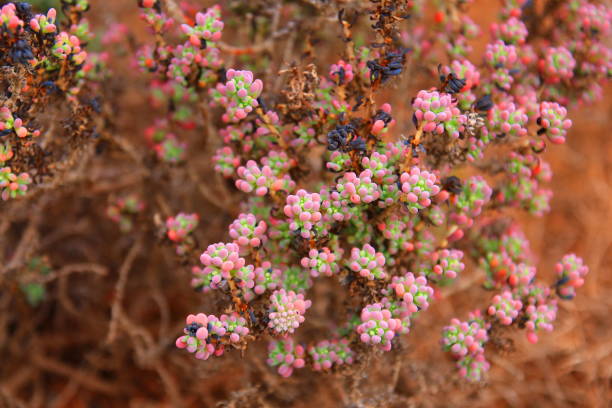 istock Blue bush in Australia with pink colours 1285805935