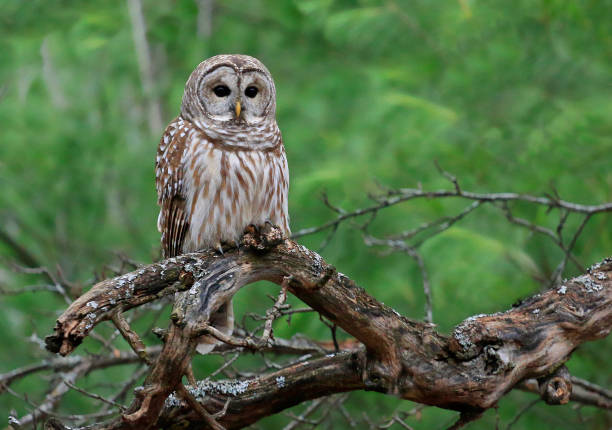istock Barred Owl standing on a tree branch with green background 1285806548