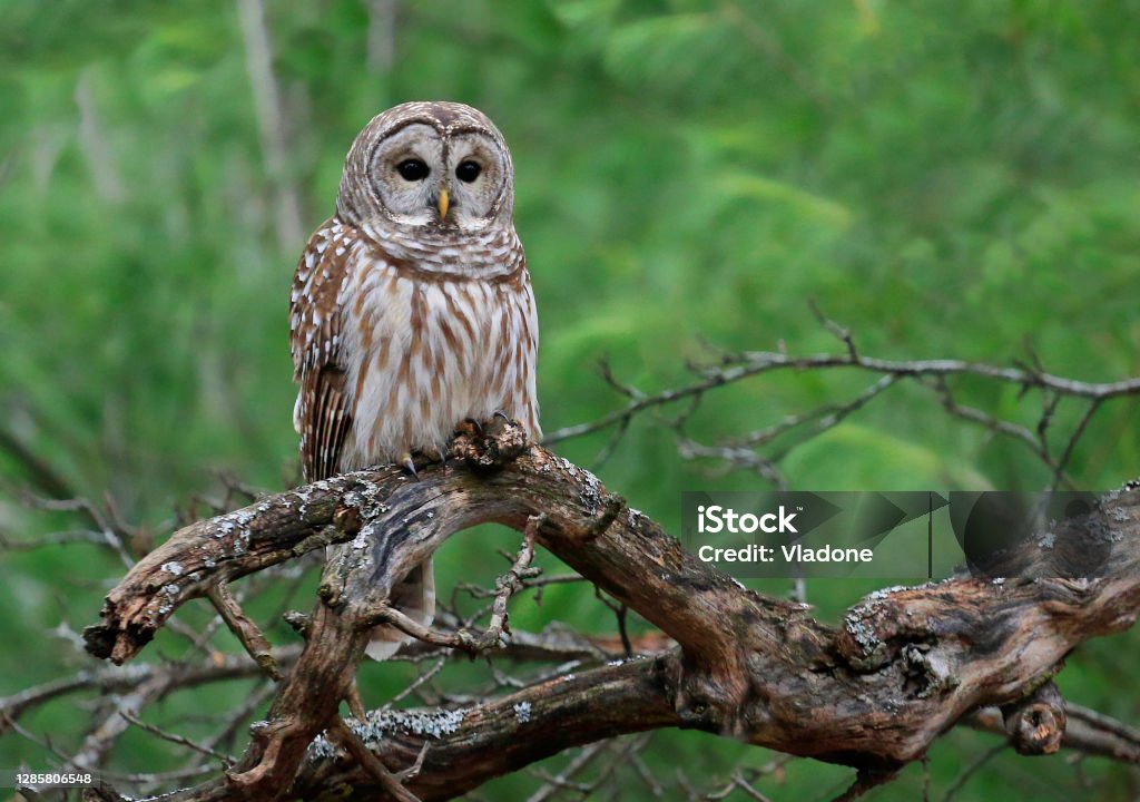 Barred Owl standing on a tree branch with green background Barred Owl standing on a tree branch with green background, Quebec, Canada Owl Stock Photo