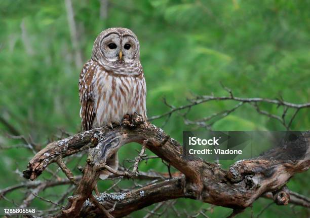 Barred Owl Standing On A Tree Branch With Green Background Stock Photo - Download Image Now