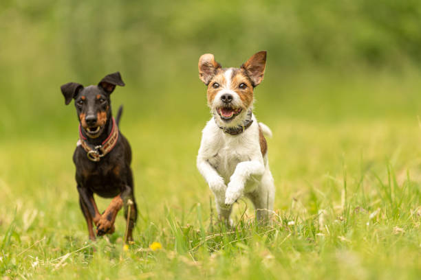 パーソンラッセルテリアと黒マンチェスターテリア犬。2匹の小さなフレンドリーな犬が緑の牧草地の上を一緒に走っています - pets friendship green small ストックフォトと画像