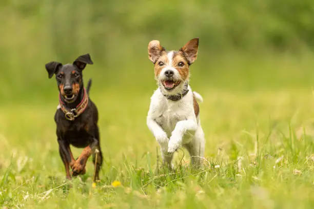 Photo of Parson Russell Terrier and black Manchester Terrier Dog. Two small friendly dog are running together over a green meadow