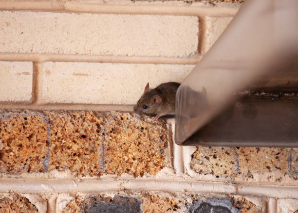 istock Little gray mouse crawls out of  metal construction 1285808649