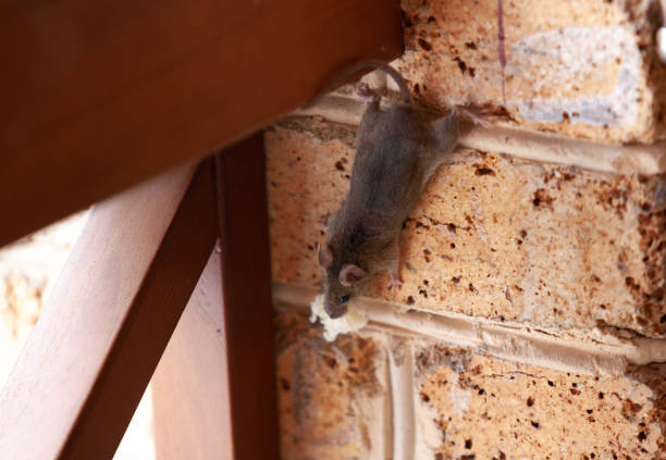 istock Little gray mouse crawls on a brick wall 1285808676