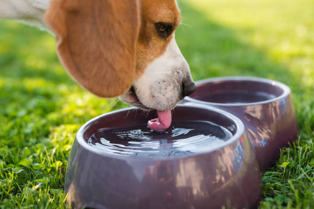 istock Beagle dog drinking water to cool off in shade on grass hiding from summer sun. 1285809765