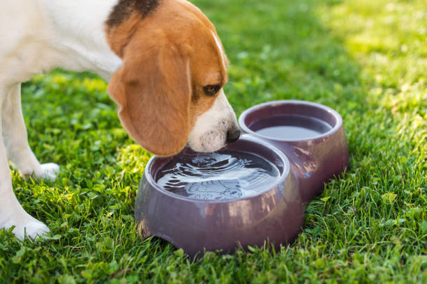 istock Beagle dog drinking water to cool off in shade on grass hiding from summer sun. 1285809767