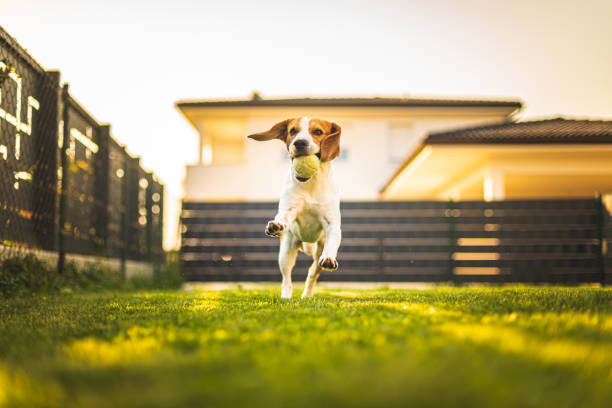 istock Beagle dog on a grass running through garden towards camera 1285809772