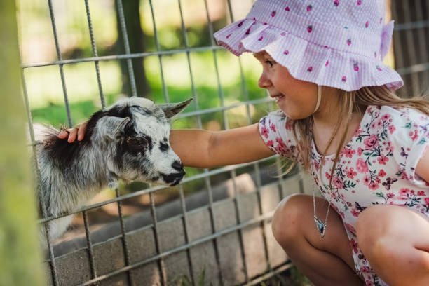 istock Small child peting little goat throug fance. 1285809783