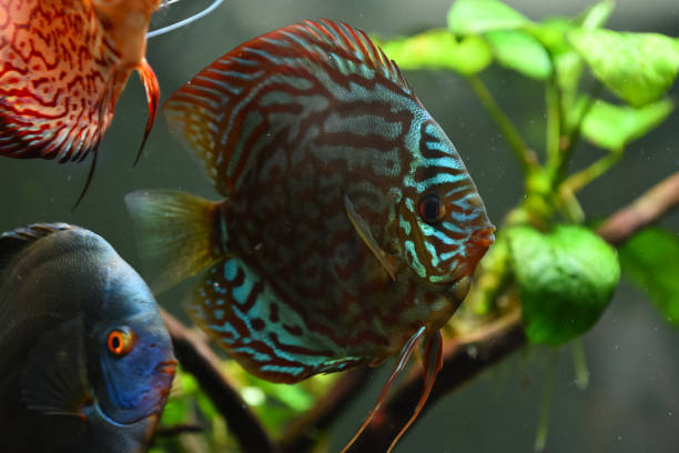 istock Colorful fish from the spieces Symphysodon discus in aquarium. 1285809787
