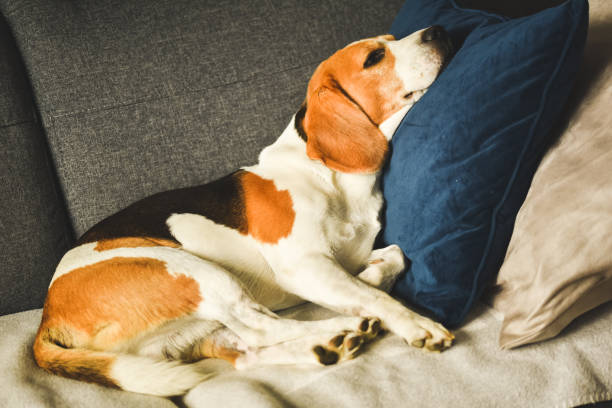 istock Dog tired sleeps on a couch. Funny pose. 1285809794