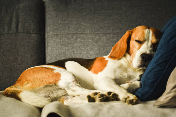 istock Dog tired sleeps on a couch. Funny pose. 1285809797