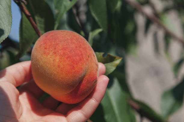 istock Hand rips a ripe peach from a branch 1285810935