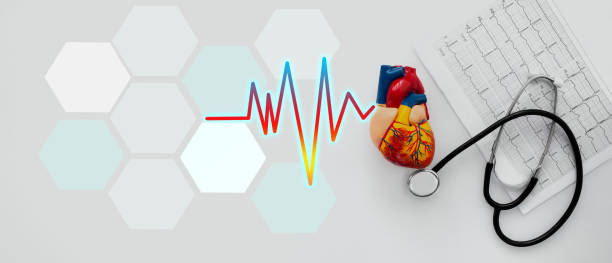 Stethoscope, heartbeat, results of the electrocardiogram and anatomical heart model, flat lay. Medical banner, healthcare and cardiology concept Stethoscope, heartbeat, results of the electrocardiogram and anatomical heart model, flat lay. Medical banner, healthcare and cardiology concept stress test stock pictures, royalty-free photos & images