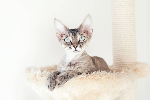 istock Devon Rex purebred cat is sitting and resting on a scratcher. 1285812172