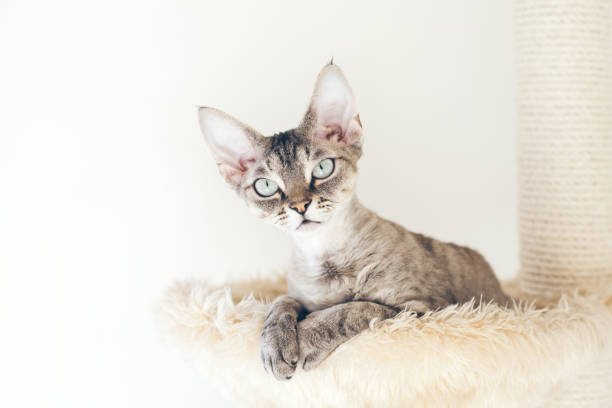 istock Pet supplies, kitty is using hammock bed. Selective focus, natural light. White wall background. 1285812177