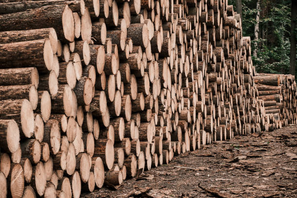 Freshly cut tree wooden logs in the forest waiting for transportation and processing. Timber logging. Close up of the trunks of felled trees. Freshly cut tree wooden logs in the forest waiting for transportation and processing. Timber logging. Close up of the trunks of felled trees pine tree lumber industry forest deforestation stock pictures, royalty-free photos & images