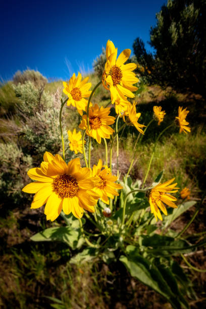 istock Wild flowers in nature yellow with blue sky 1285812464
