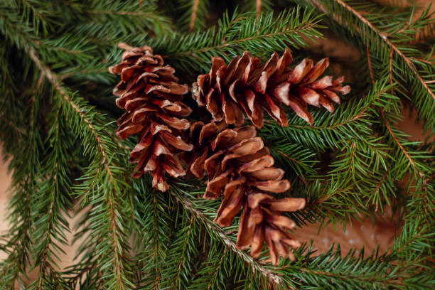 istock Fir cones on a fir-tree before making Christmas wreath. 1285812558